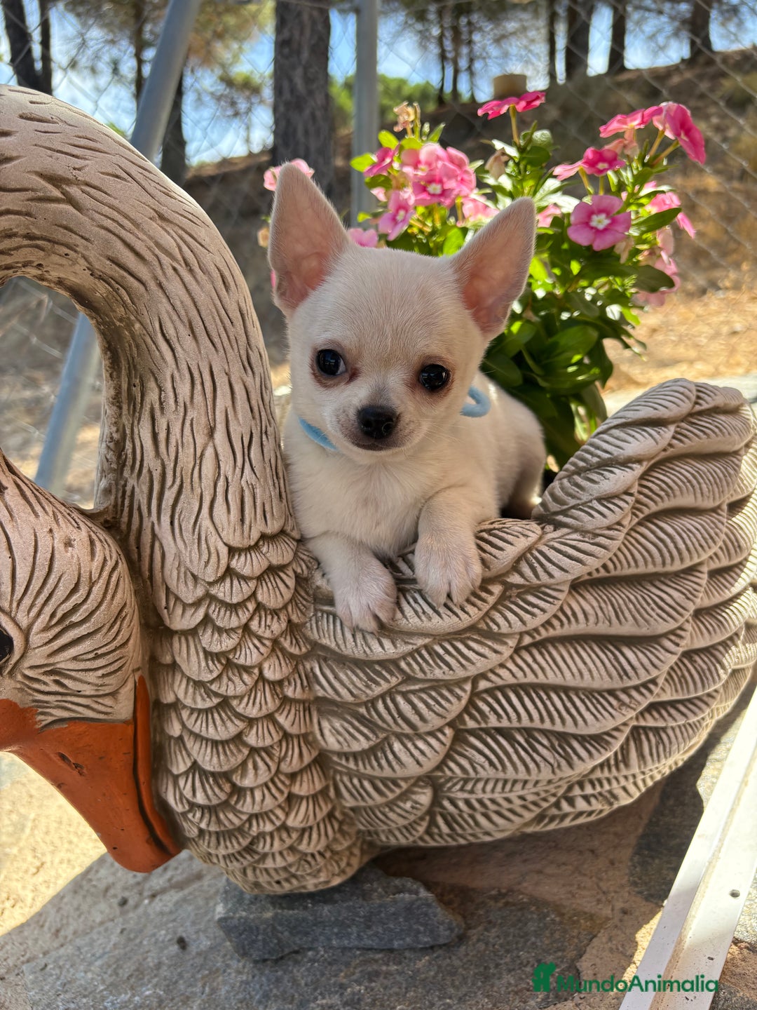 Chihuahua perros en venta: Chihuahua pelo corto fotos actuales  - Imagen 6