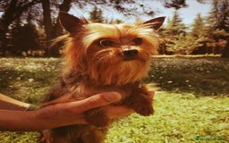 Yorkshire Terrier perros en venta: Cachorros yorkshire terrier - Anuncio 5