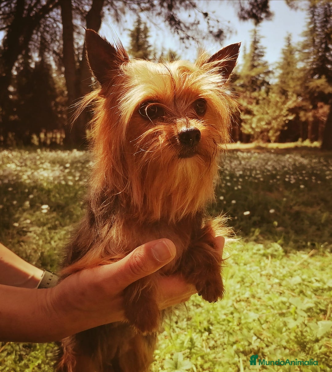 Yorkshire Terrier perros en venta: Cachorros yorkshire terrier - Anuncio 5