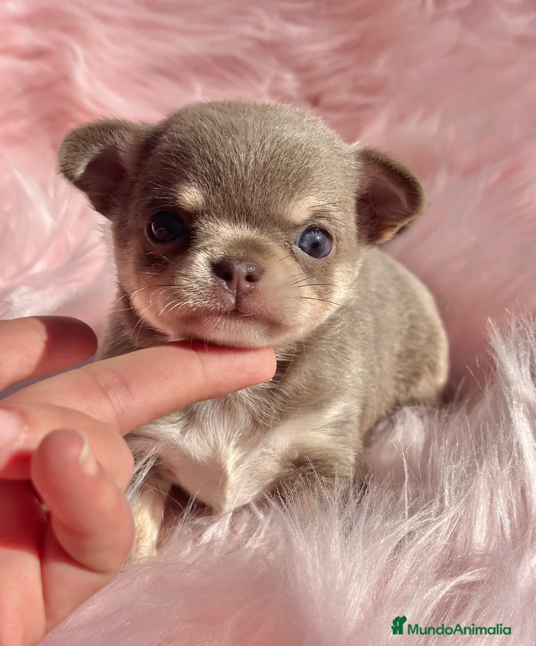 Chihuahua perros en venta: CHIHUAHUA TOY EXÓTICOS  - Anuncio 3