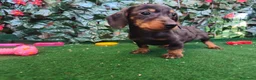 Teckel Miniatura perros en venta: Teckel mini  - Anuncio 7