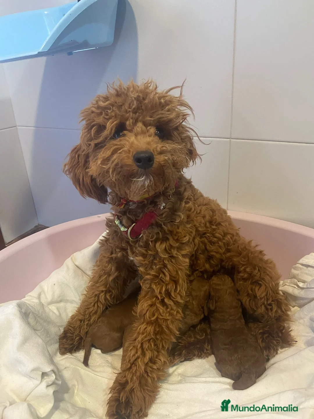 Caniche Toy perros en venta: Caniche rojo - Anuncio 1