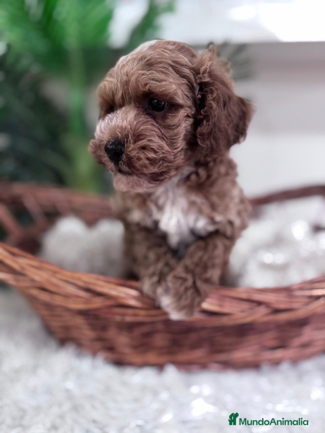 Caniche Toy perros en venta: CANICHE TOY MACHO - Imagen 16