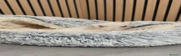 Chihuahua perros en venta: Chihuahua Toy Blanco Perla pelo largo  - Anuncio 7