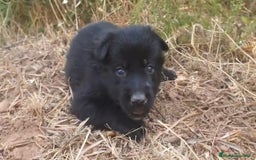 Perro Lobo Checoslovaco perros en venta: Perro lobo bajo contenido - Imagen 7