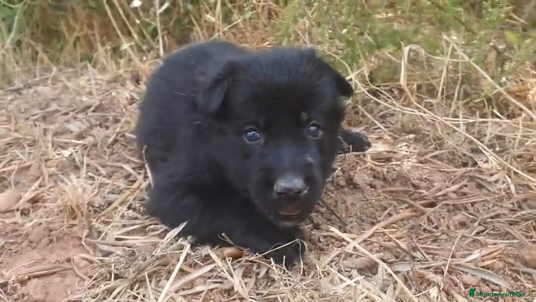 Perro Lobo Checoslovaco perros en venta: Perro lobo bajo contenido - Imagen 7