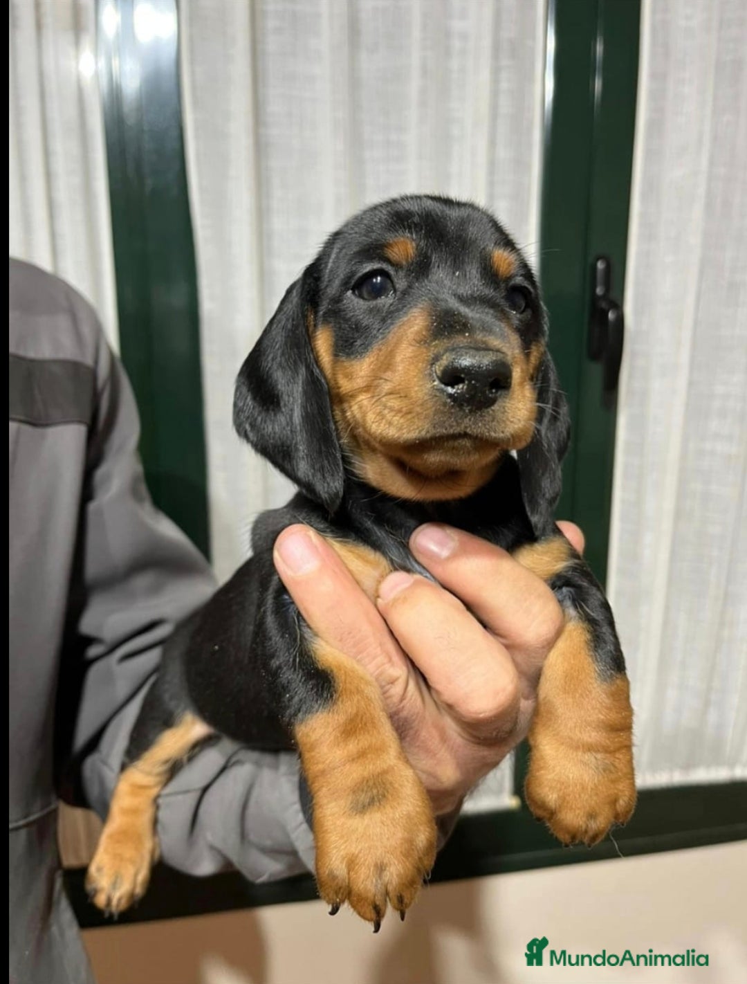 Teckel Miniatura perros en venta: Precioso machito de teckel mini/kanichen - Anuncio 2