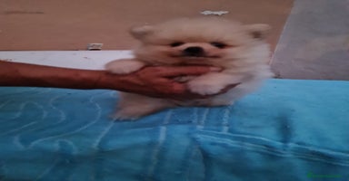 Pomerania perros - Propaganda 3