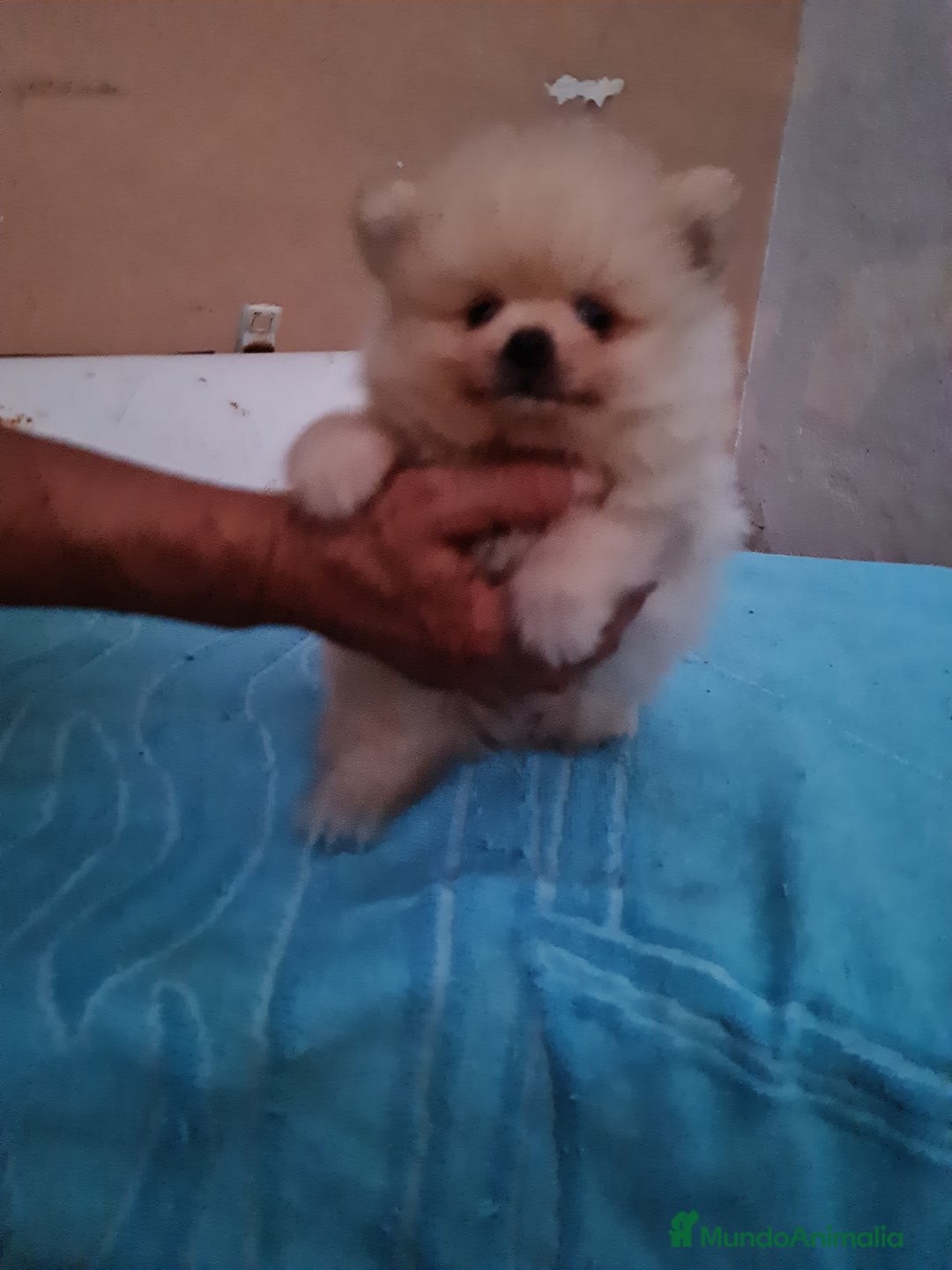 Pomerania perros en venta: Pomerania toy - Imagen 2