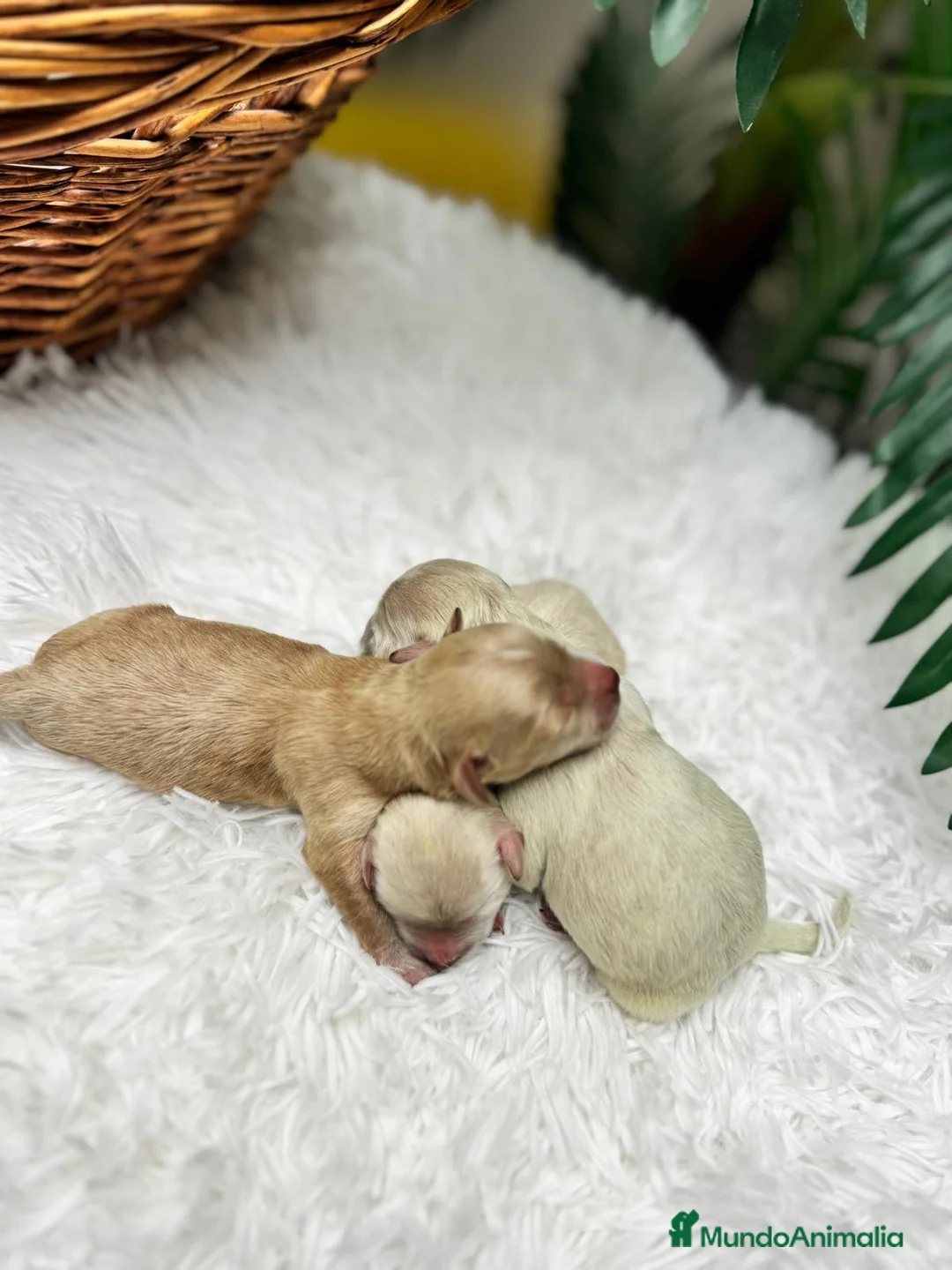 Maltipoo perros en venta: MALTIPOO HEMBRAS - Anuncio 2