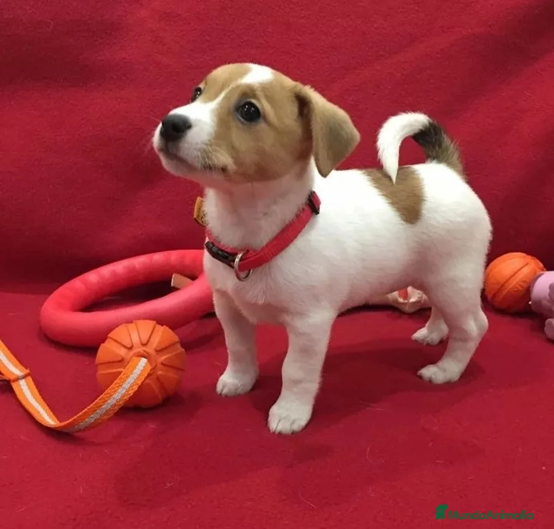 Jack Russell Terrier perros en venta: Jack Russell Puppy en Barcelona - Anuncio 2