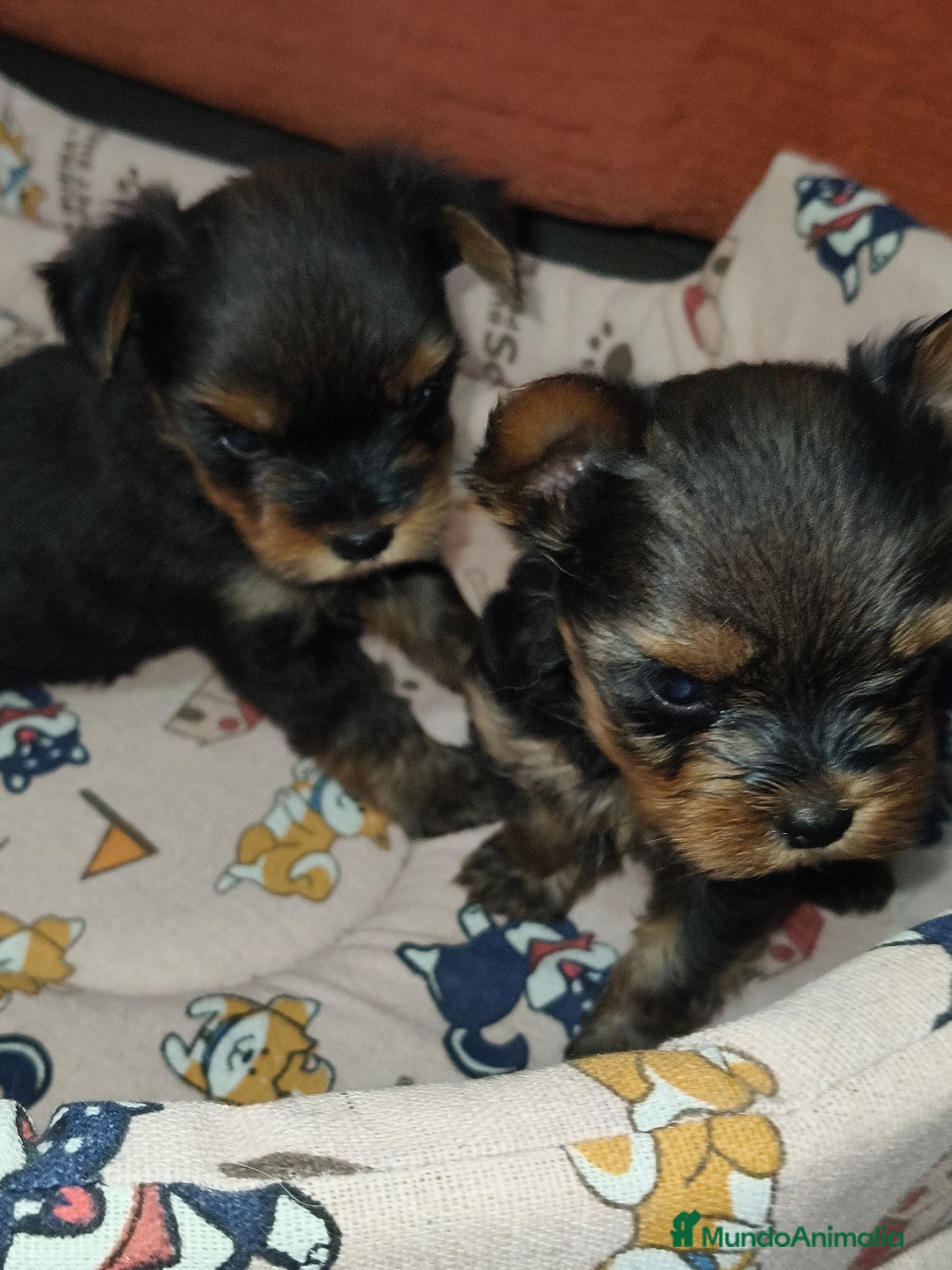 Yorkshire Terrier perros Yorkshire terrier Toy - Anuncio 2