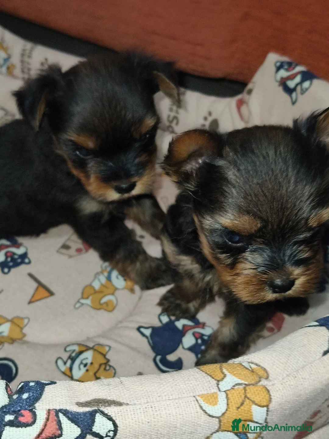 Yorkshire Terrier perros en venta: Yorkshire terrier Toy - Anuncio 1