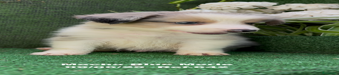 Border Collie Cachorro 1