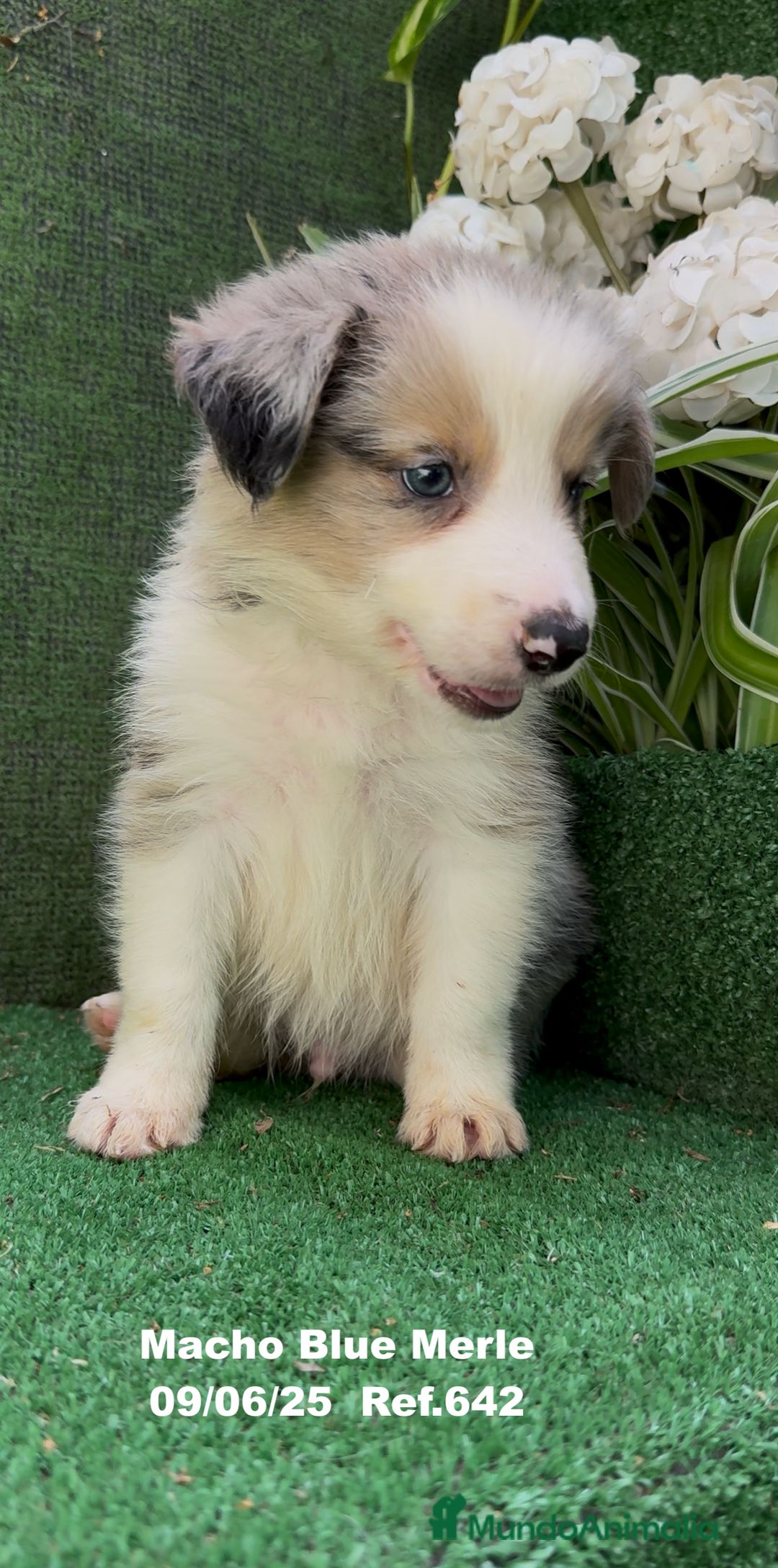 Border Collie perros en venta: BORDER COLLIE DE VILLA BIZNAGA - Imagen 11