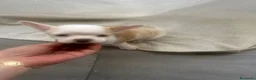 Chihuahua perros en venta: Chihuahua toy  - Anuncio 5