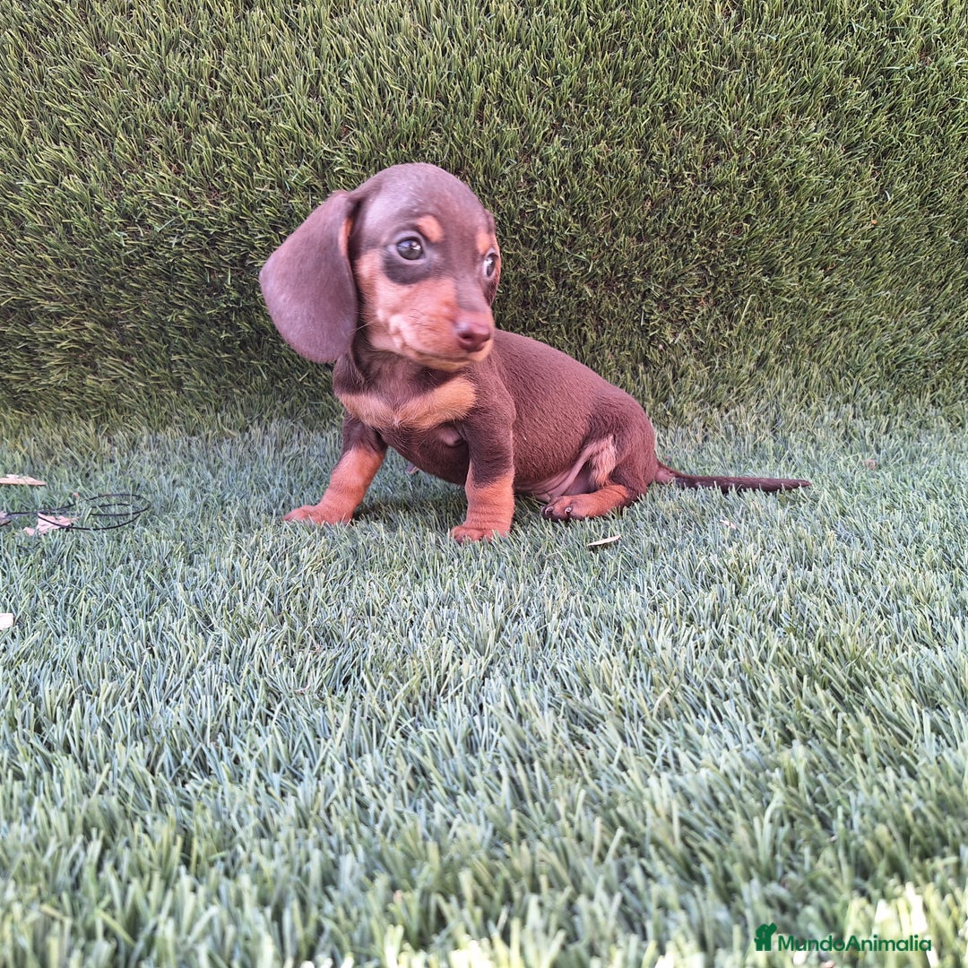 Teckel Miniatura perros en venta: TECKEL KANINCHEN MINIATURA CHOCOLATE  - Anuncio 1