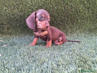 Teckel Miniatura perros TECKEL KANINCHEN MINIATURA CHOCOLATE - Anuncio 1