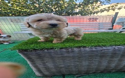 Maltipoo perros en venta: Maltipoo  - Imagen 1