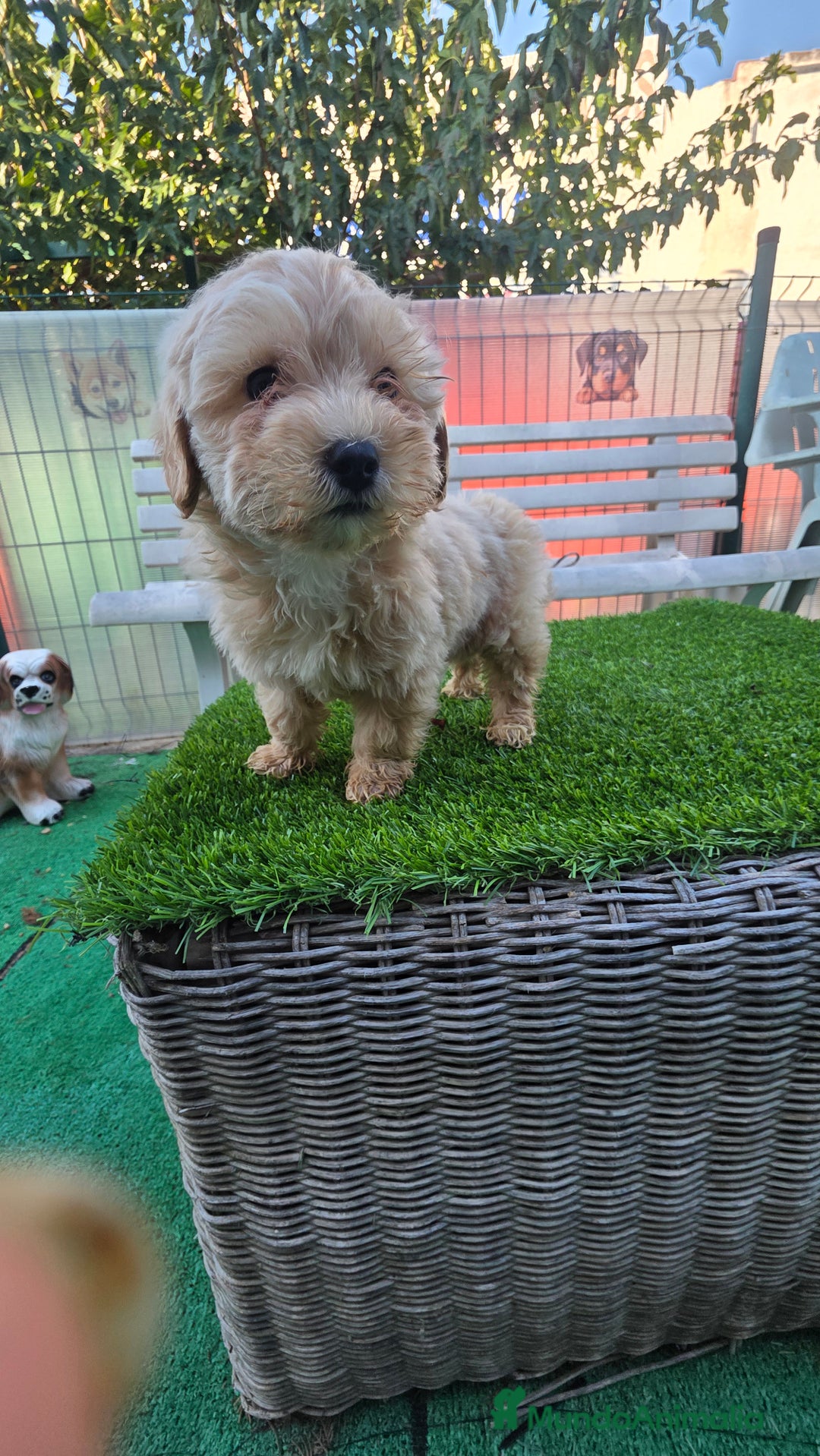 Maltipoo perros en venta: Maltipoo  - Imagen 1