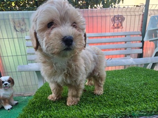 Maltipoo perros - Anuncio 7