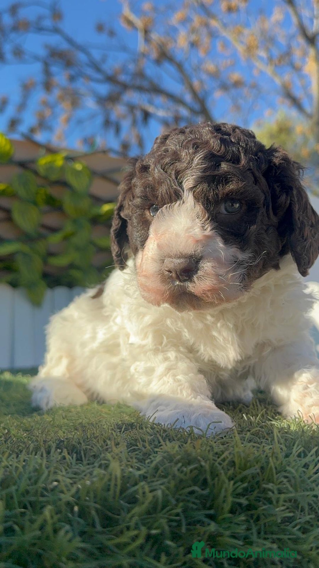 Perro de Agua Español perros en venta: PERRO ESPAÑOL AGUA ESPAÑOL - Anuncio 7