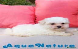 Bichón Maltés perros en venta: Bichon Maltes Macho de Malita AQUANATURA - Imagen 6