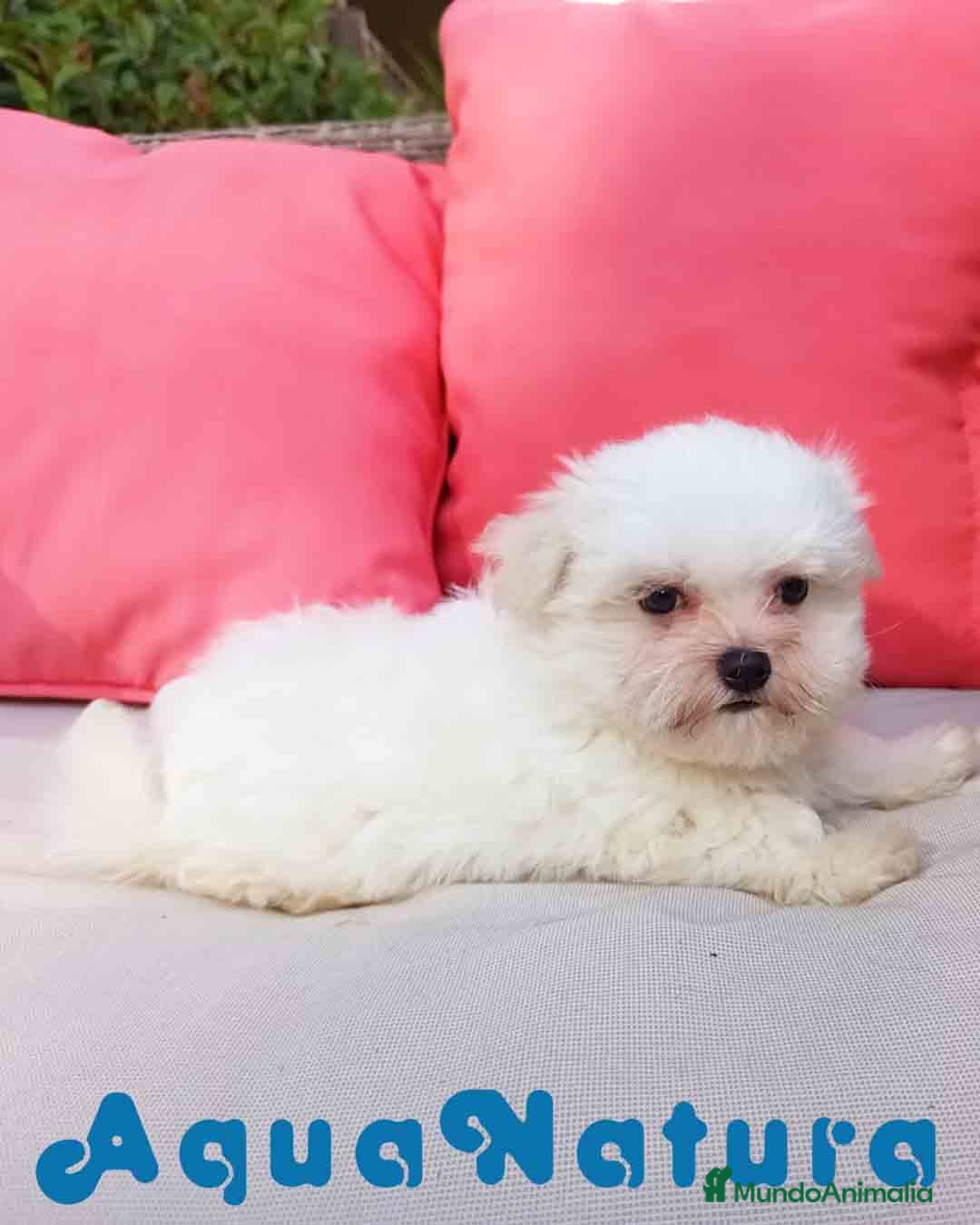 Bichón Maltés perros en venta: Bichon Maltes Macho de Malita AQUANATURA - Anuncio 6