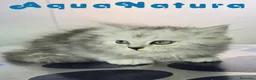 Persa gatos en venta: Persa Chinchilla Macho 6793 AQUANATURA - Anuncio 7