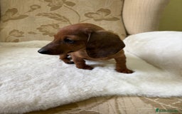 Teckel Miniatura perros en venta: Teckel kaninchen cachorro macho  - Imagen 8