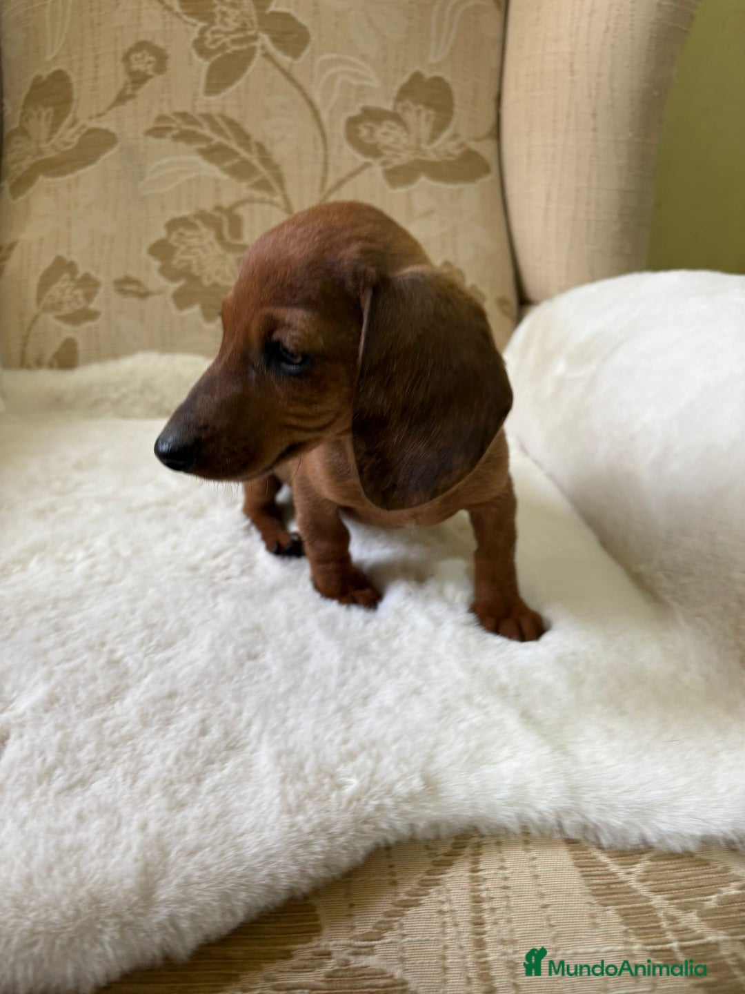 Teckel Miniatura perros en venta: Teckel kaninchen cachorro macho  - Imagen 8