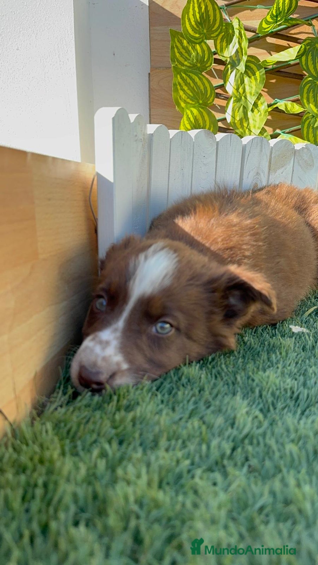 Border Collie perros en venta: BORDER COLLIE MACHO - Anuncio 15
