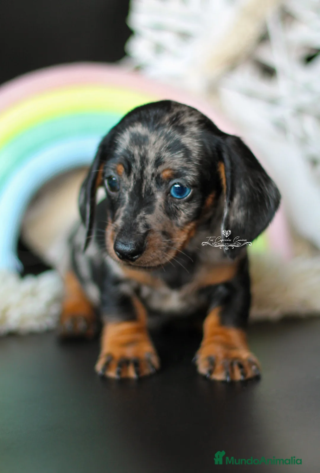 Teckel perros en venta: Teckel arlequín plata en Cantabria - Anuncio 3