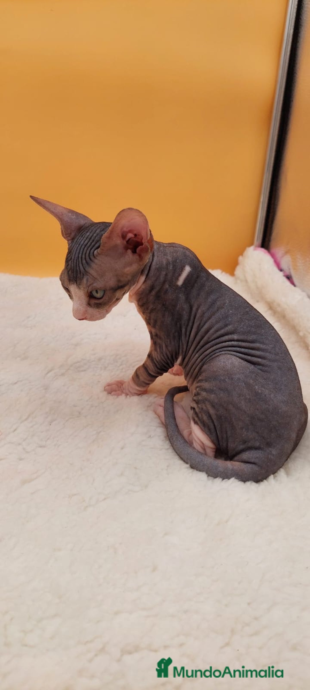 Sphynx gatos en venta: Preciosa hembrita tabby  - Imagen 6
