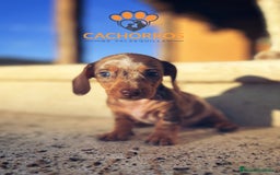 Teckel perros en venta: Teckel Arlequin chocolate - Imagen 4