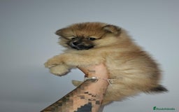 Pomerania perros en venta: Últimos bebes de pomerania - Imagen 9