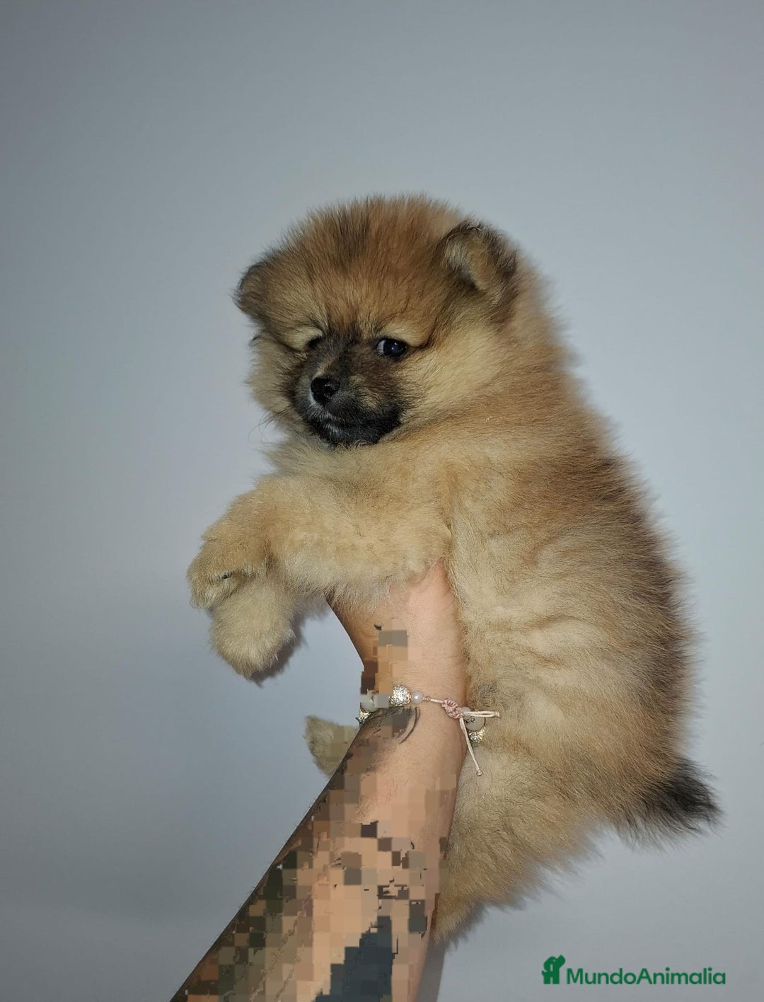 Pomerania perros en venta: Últimos bebes de pomerania - Imagen 9