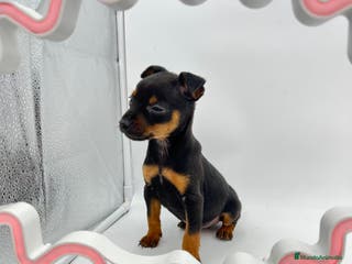 Pinscher Miniatura perros Pinscher miniatura ( TOY) en Ciudad Real - Anuncio 7