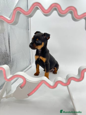 Pinscher Miniatura perros en Ciudad Real - Anuncio 2
