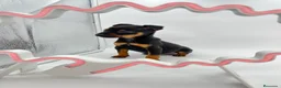 Pinscher Miniatura perros en venta: Pinscher miniatura ( TOY) en Ciudad Real - Anuncio 1
