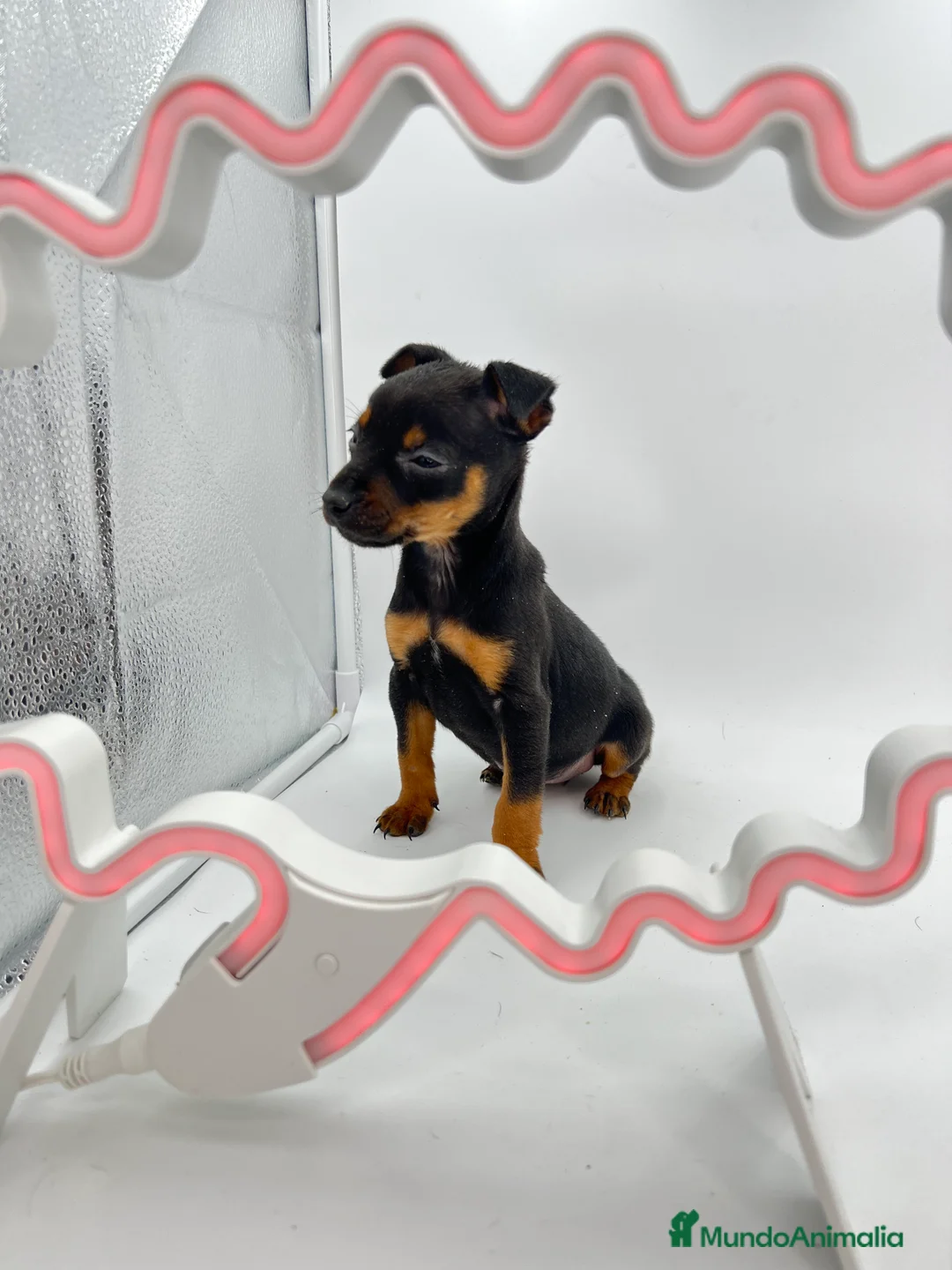 Pinscher Miniatura perros en venta: Pinscher miniatura ( TOY) en Ciudad Real - Anuncio 1