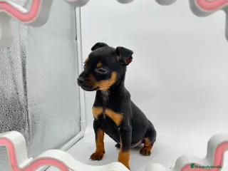 Pinscher Miniatura perros Pinscher miniatura ( TOY) en Ciudad Real - Anuncio 15