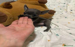 Chihuahua perros en venta: Chihuahua toy blue - Imagen 3