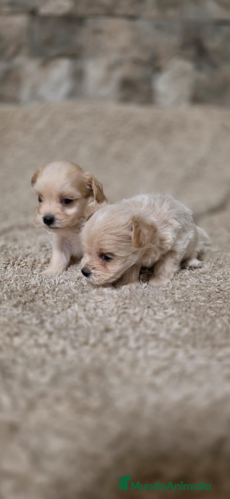 Maltipoo perros Maltipoo  mini toy apricot - Anuncio 1