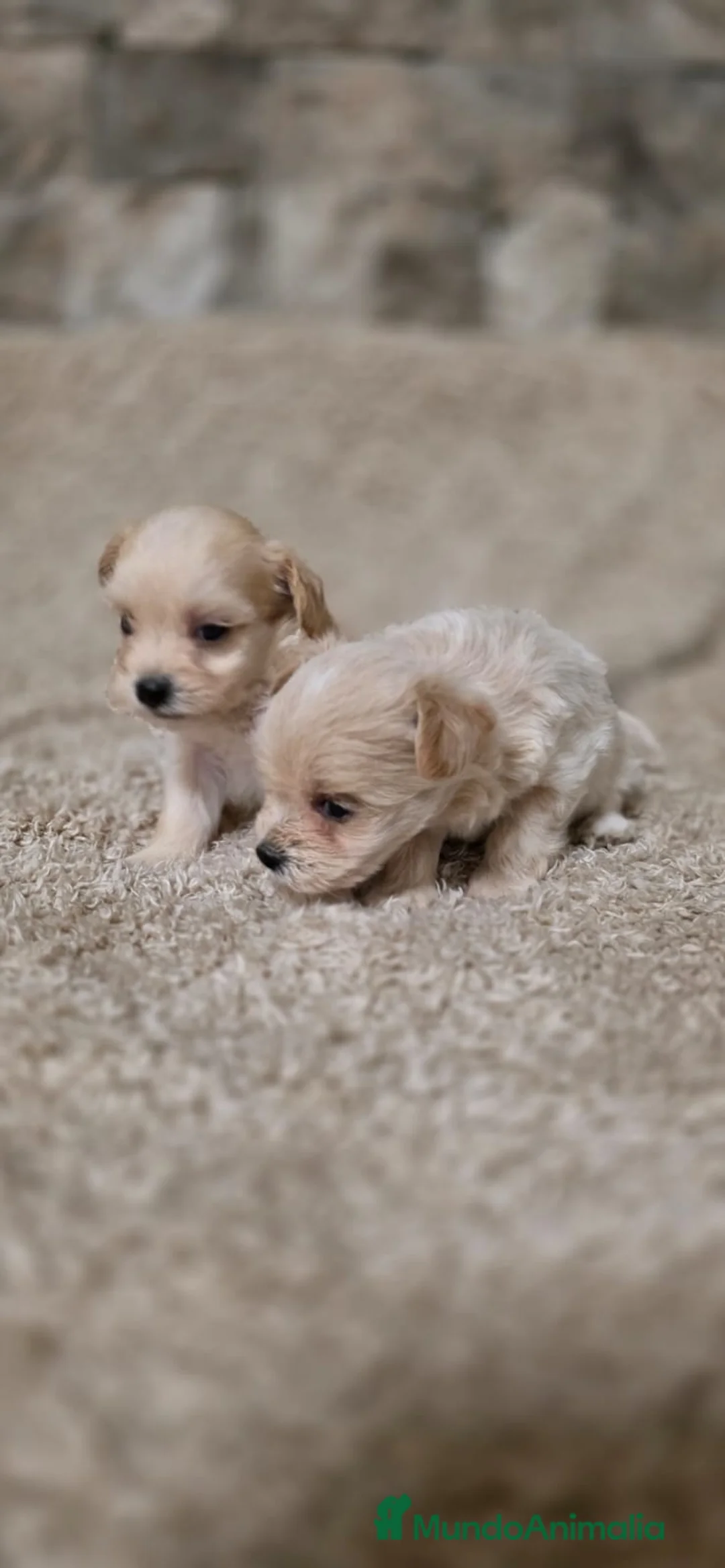 Maltipoo perros en venta: Maltipoo  mini toy apricot - Anuncio 1