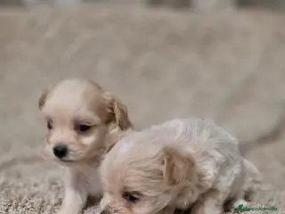 Maltipoo perros Maltipoo mini toy apricot - Anuncio 1