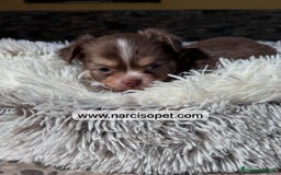 Chihuahua perros en venta: CHIHUAHUA PELO LARGO OJOS CLAROS - Imagen 5