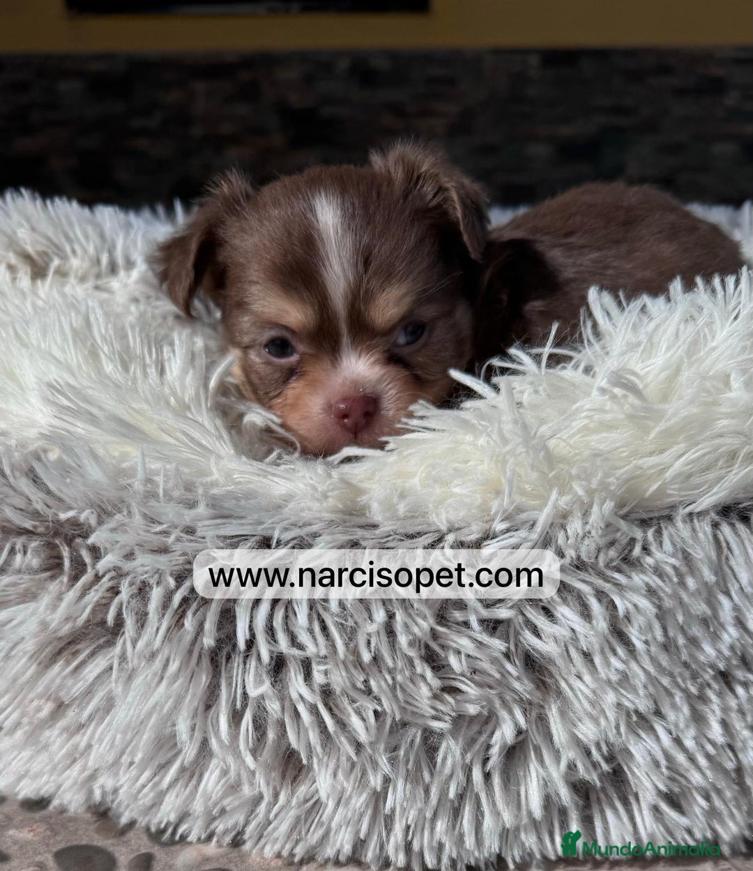 Chihuahua perros en venta: CHIHUAHUA PELO LARGO OJOS CLAROS - Imagen 5