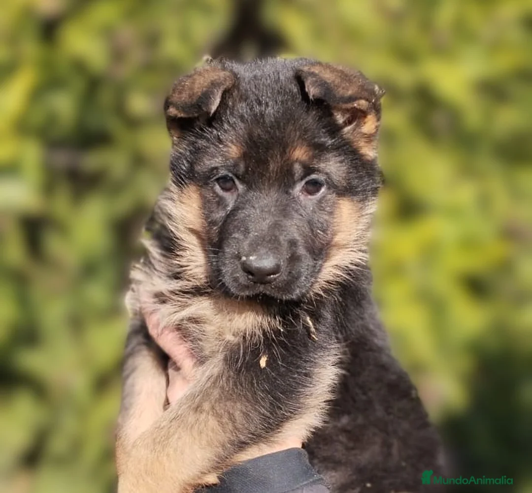 Pastor Alemán perros en venta: Cadells Pastor Alemany, Cachorros Pastor Alemán - Anuncio 2