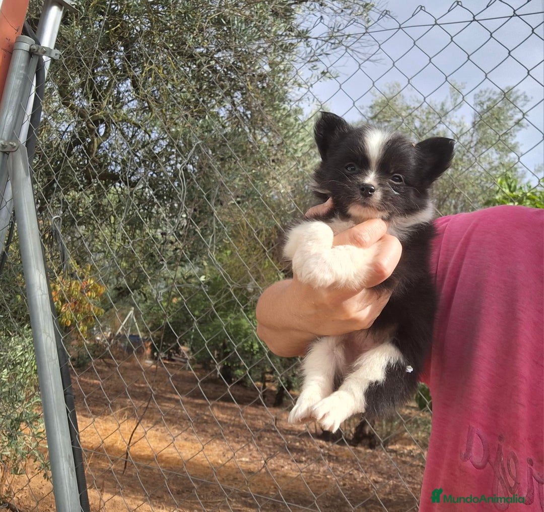 Pomchi perros en venta: Pomchis espectaculares - Imagen 2